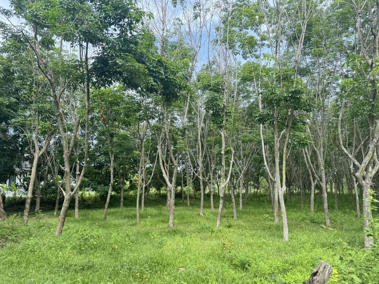 ผู้อำนวยการศูนย์สารสนเทศการเกษตร มอบหมายให้ส่วนภูมิสารสนเทศการเกษตร ลงพื้นที่เพื่อออกสำรวจพื้นที่เพาะปลูกพืชเศรษฐกิจ 5 ชนิด