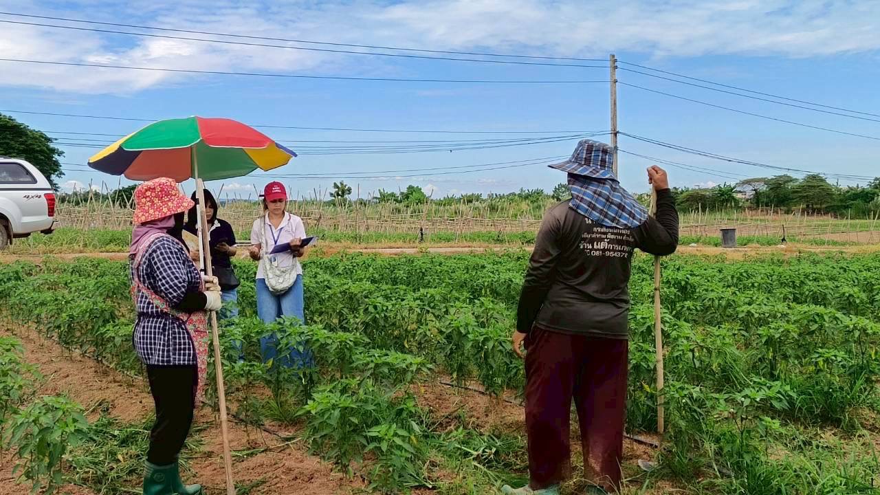 ดร.กฤช เอี่ยมฐานนท์ ผู้อำนวยการศูนย์สารสนเทศการเกษตร มอบหมายให้ส่วนสารสนเทศการผลิตพืชไร่นา ลงพื้นที่สำรวจภาวะการผลิตมะเขือเทศและข้าวโพดหวาน ปี 2568 ในพื้นที่จังหวัด นครพนม บึงกาฬและหนองคาย