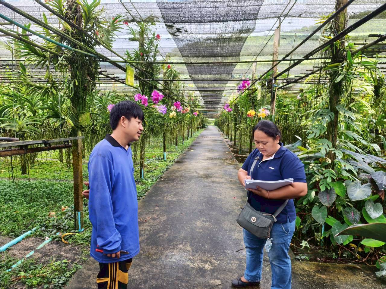 ดร.กฤช เอี่ยมฐานนท์ อำนวยการศูนย์สารสนเทศการเกษตร มอบหมายให้ส่วนสารสนเทศการผลิตพืชไร่นา ลงพื้นที่สำรวจปริมาณการผลิตกล้วยไม้ ปี 2568 ในพื้นที่จังหวัดราชบุรีและกาญจนบุรี