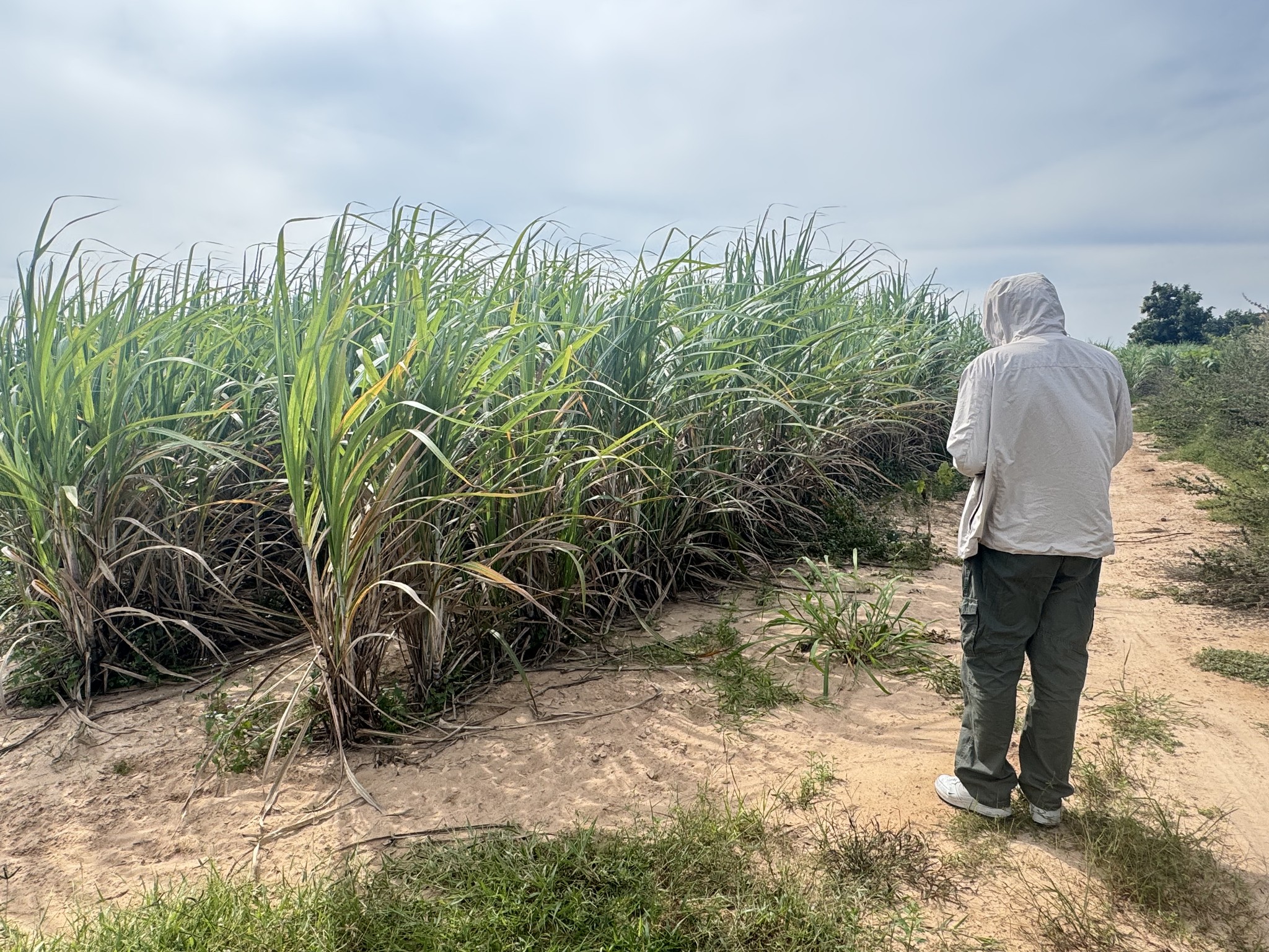 ดร. กฤช เอี่ยมฐานนท์ ผู้อำนวยการศูนย์สารสนเทศการเกษตร มอบหมายให้ส่วนภูมิสารสนเทศการเกษตรลงพื้นที่เพื่อออกสำรวจพื้นที่เพาะปลูกพืชเศรษฐกิจ 5 ชนิด ได้แก่ ข้าว มันสำปะหลังโรงงาน สับปะรด ปาล์มน้ำมัน และยางพารา จำนวน 300 จุดตัวอย่าง