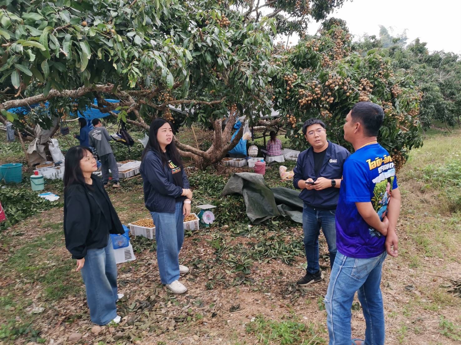 ศูนย์สารสนเทศการเกษตร ร่วมกับกองนโยบายและแผนการใช้ที่ดิน กรมพัฒนาที่ดิน ลงพื้นที่สำรวจภาคสนามในสินค้าลำไย ปี 2569