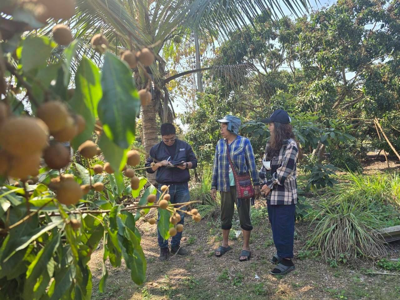 During 9th – 23rd February 2026, the Center of Agricultural Information, in collaboration with the Land Development Department (LDD), Division of Land Use Policy and Planning, conducted a field survey for Longan 2026 under the project “Enhancing Agricultural Information and Big Data Management Efficiency.” The activity focused on the “Application of Geo-Informatics Technology to Enhance Agricultural Production Forecasting” to improve the integration of agricultural commodity data.
