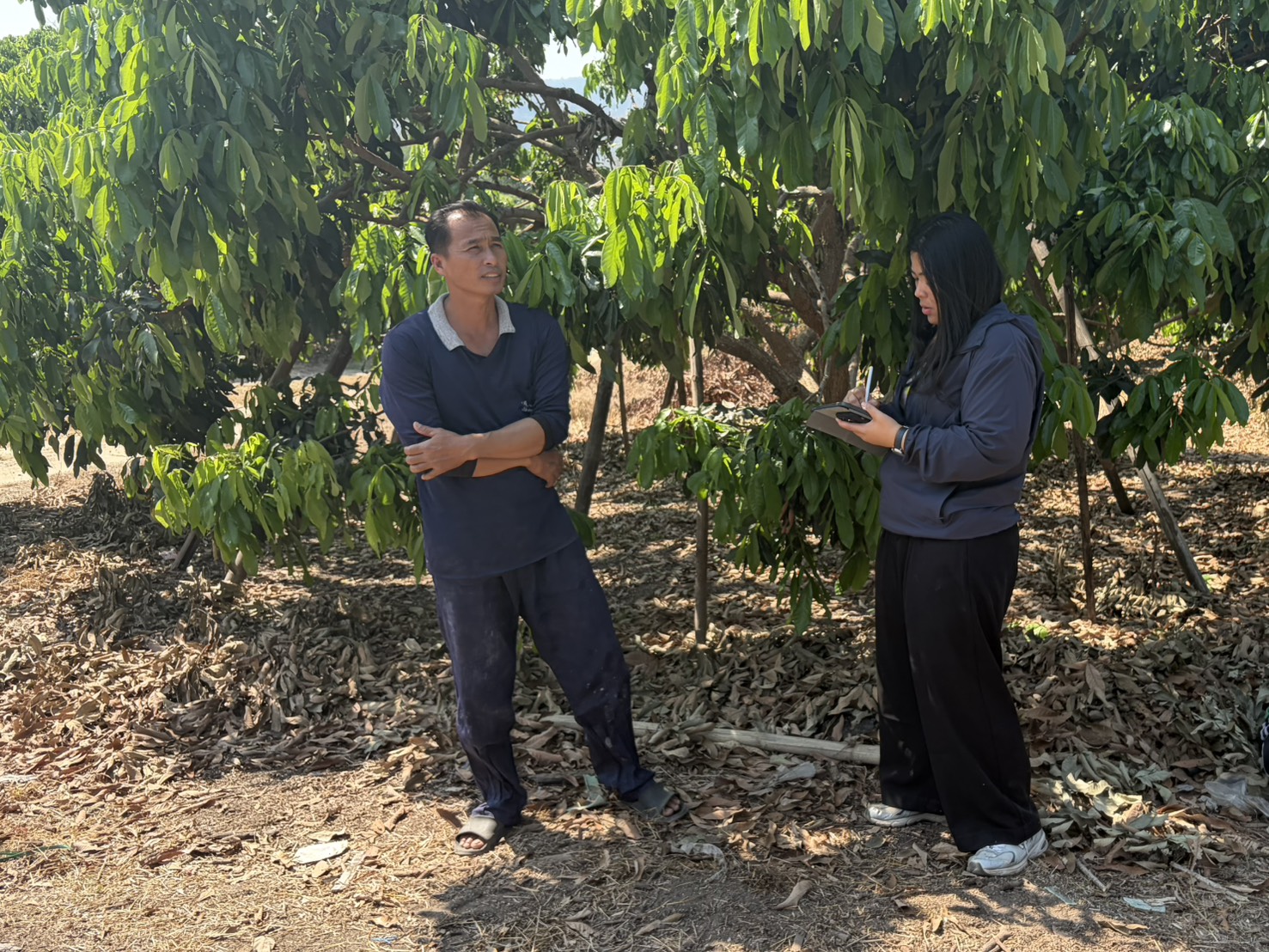 The Centre for Agricultural Information (CAI), in collaboration with the Land Use Policy and Planning Division of the Land Development Department (LDD), conducted a field survey on longan production for the Fiscal Year 2026. This activity was implemented under the project entitled Enhancing the Efficiency of Agricultural Information Development and Big Data Management, specifically within the framework of applying geospatial technology to improve the efficiency of agricultural yield forecasting. The field survey was carried out during 9–20 February 2026.