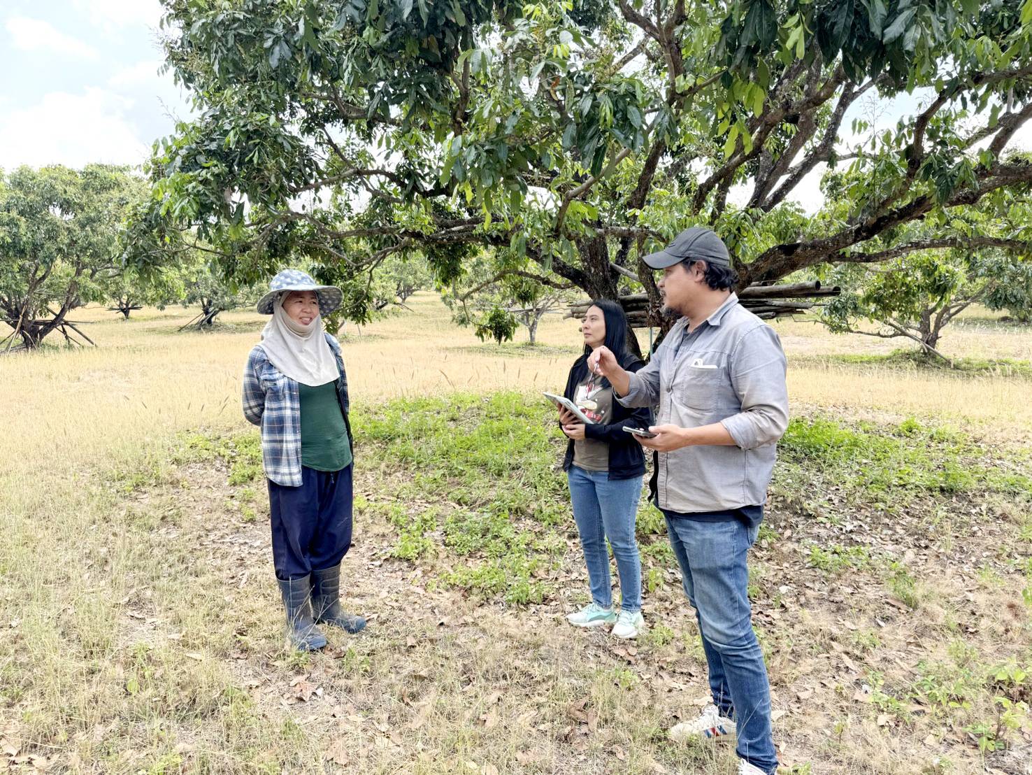 During 9th – 21st February 2026, the Center of Agricultural Information, in collaboration with the Land Development Department (LDD), Division of Land Use Policy and Planning, conducted a field survey for Longan 2026 under the project “Enhancing Agricultural Information and Big Data Management Efficiency.” The activity focused on the “Application of Geo-Informatics Technology to Enhance Agricultural Production Forecasting” to improve the integration of agricultural commodity data.