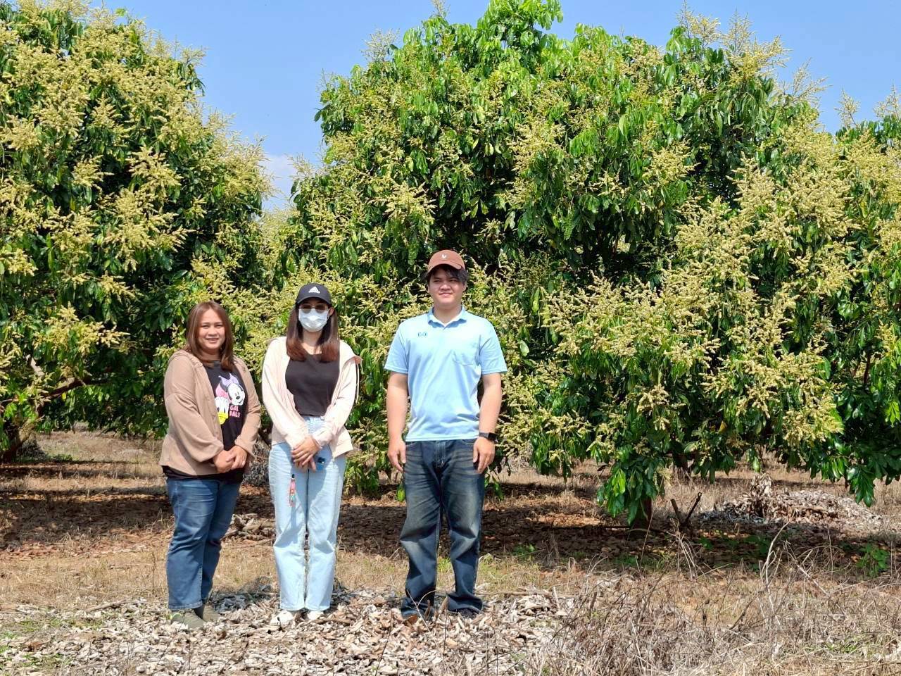 Center for Agricultural Information collaborate with the Land Use Policy and Planning Division of the Land Development Department, conducted a field survey on longan production for the 2026 production year. The survey was carried out under the project on Enhancing the Efficiency of Agricultural Information Development and Big Data Management, specifically within the activity on the application of geospatial technology to improve the efficiency of agricultural yield forecasting. The field survey occurs between 16 -28 February 2026.