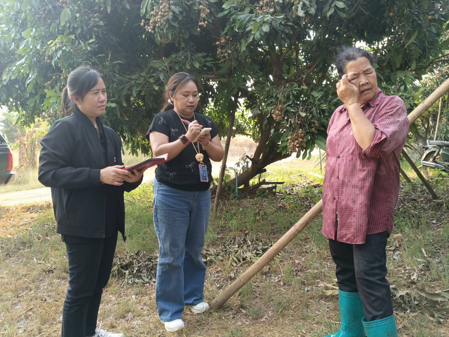 During 18th – 26st February 2026, the Center of Agricultural Information, in collaboration with the Land Development Department (LDD), Division of Land Use Policy and Planning, conducted a field survey for Longan 2026 under the project “Enhancing Agricultural Information and Big Data Management Efficiency.” The activity focused on the “Application of Geo-Informatics Technology to Enhance Agricultural Production Forecasting” to improve the integration of agricultural commodity data.