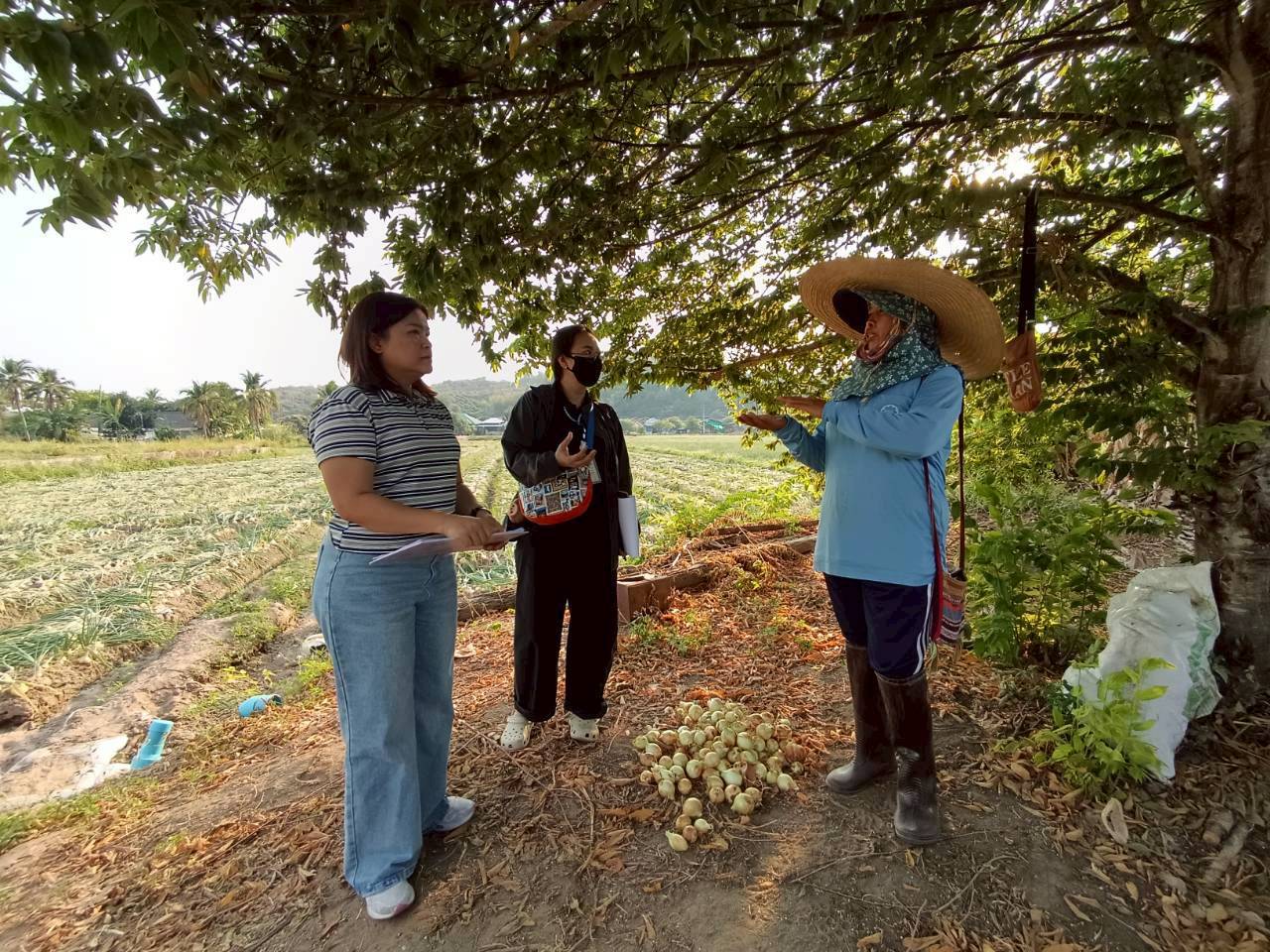 Dr. Krit Iemthanon (Ph.D.), Director of the Center for Agricultural Information, assigned the Production Cost and Price Information Division to conduct fieldwork for collecting production cost data on Garlic for the 2025/26 crop year, changes in labor wages, prices of crop production inputs and agricultural product prices The survey was conducted during 16 – 27 February 2026.