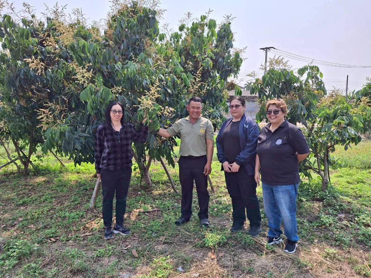 Dr. Krit Iemthanont, Director of the Center for Agricultural Information, assigned officers from the Horticultural Crop Production Information Division, led by Ms. Kamonpan Soodtoetong Statistician, Practitional Level and Ms. Phatchareeya Klongliangcheep Statistical Officer-Experienced Level to conduct the 2026 Thai Geographical Indication Agricultural product pilot survey, namely Jakkrapad Fang Lychee, Lamphun Blaokhiao Longan, Uttaradit Long lab – Lae Durian, and Uttaradit Lin lab – Lae Durian in Chiang Mai, Lamphun, and Uttaradit provinces. During 2-6 March 2026.
