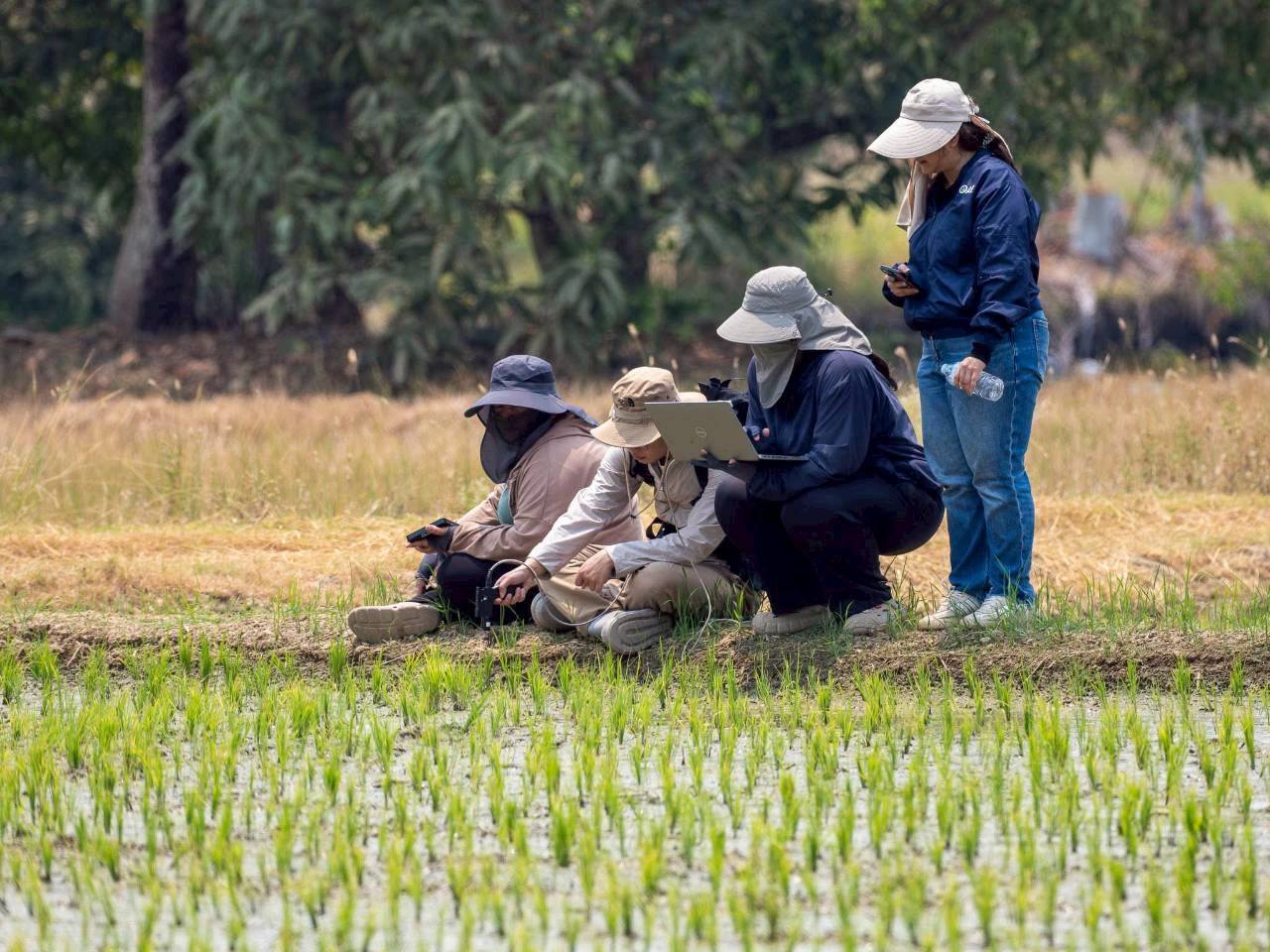 Center for Agricultural Information (CAI) field survey in Phichit province. The objective of this activity is supporting the “Applying Geo-Informatics for Agricultural Yield Forecasts and Spatial Data Management” under the project of “Enhancing the efficiency of agricultural information preparation and big data management”