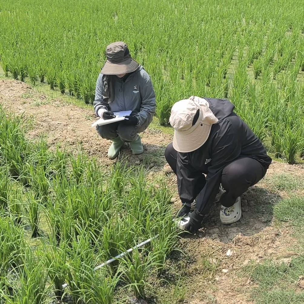 The Centre for Agricultural Information (CAI) is conducting a field survey in Phichit province. The objective of this activity is to support the project, “Applying Geo-Informatics for Agricultural Yield Forecasts and Spatial Data Management.”
