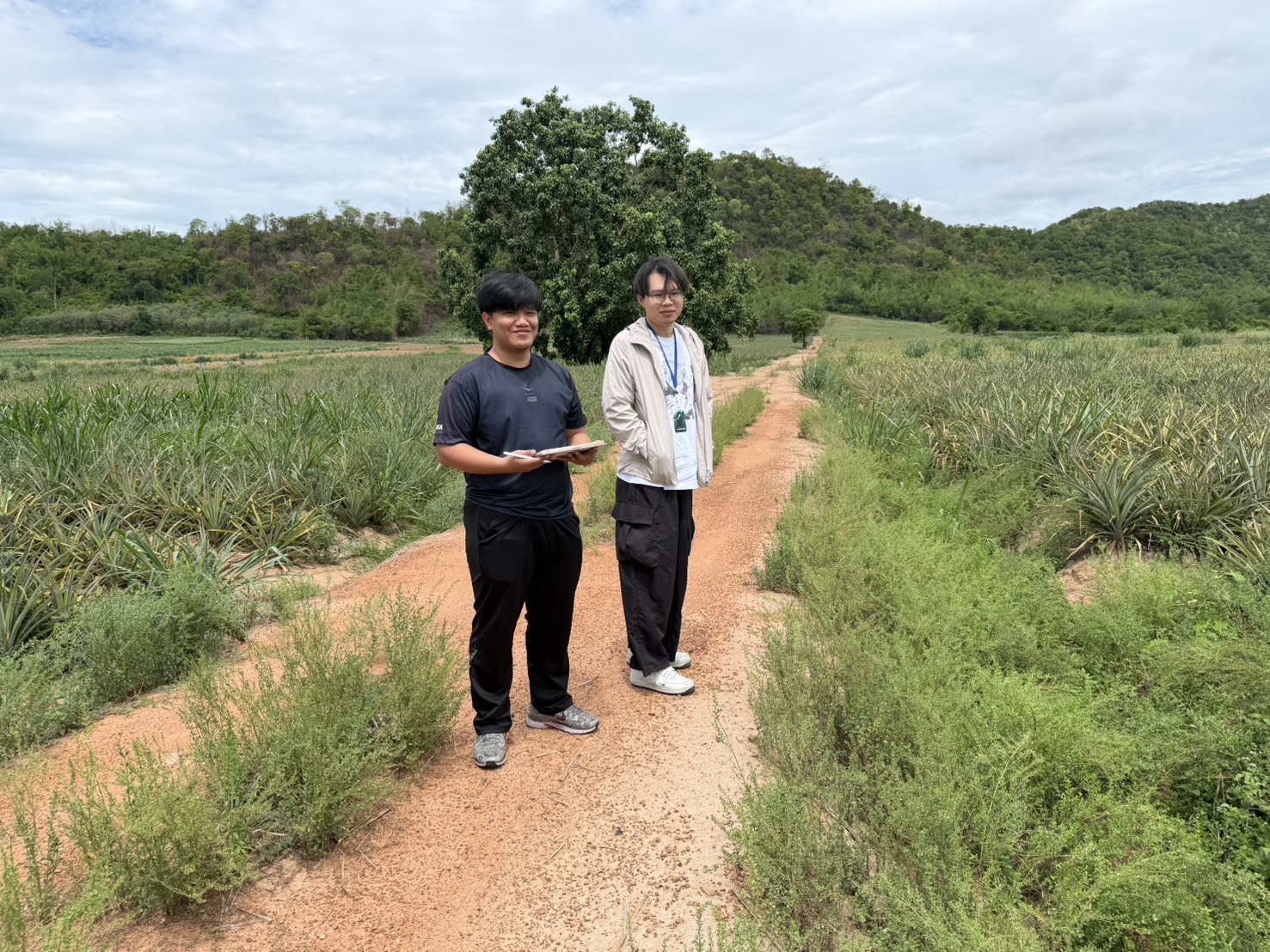 Centre for Agricultural Information (CAI) Conducts Field Survey on Five Major Economic Crops—Wet-Season Rice, Industrial Cassava, Pineapple, Oil Palm, and Para Rubber