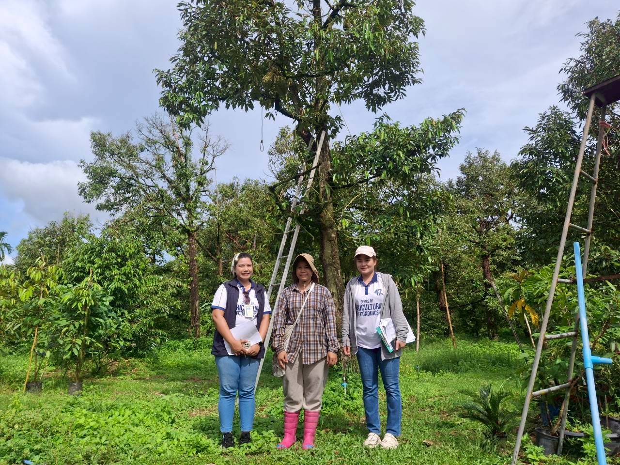 The Center for Agricultural Information will conduct a field survey on durian certified under Good Agricultural Practices (GAP) for the year 2025.