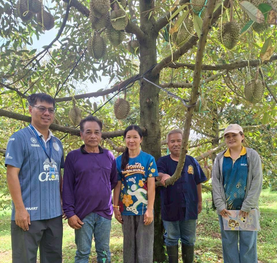 The Center for Agricultural Information is conducting a field survey on durian certified under Good Agricultural Practices (GAP) for the year 2025.