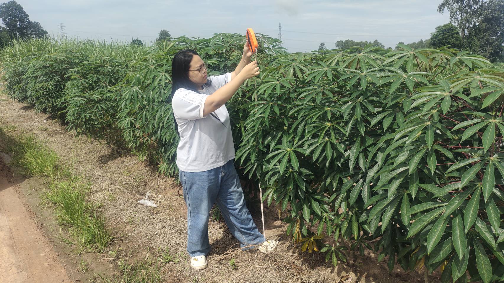 Centre for Agricultural Information (CAI), to conduct a field survey of five key economic crops rice, cassava, pineapple, oil palm, and rubber