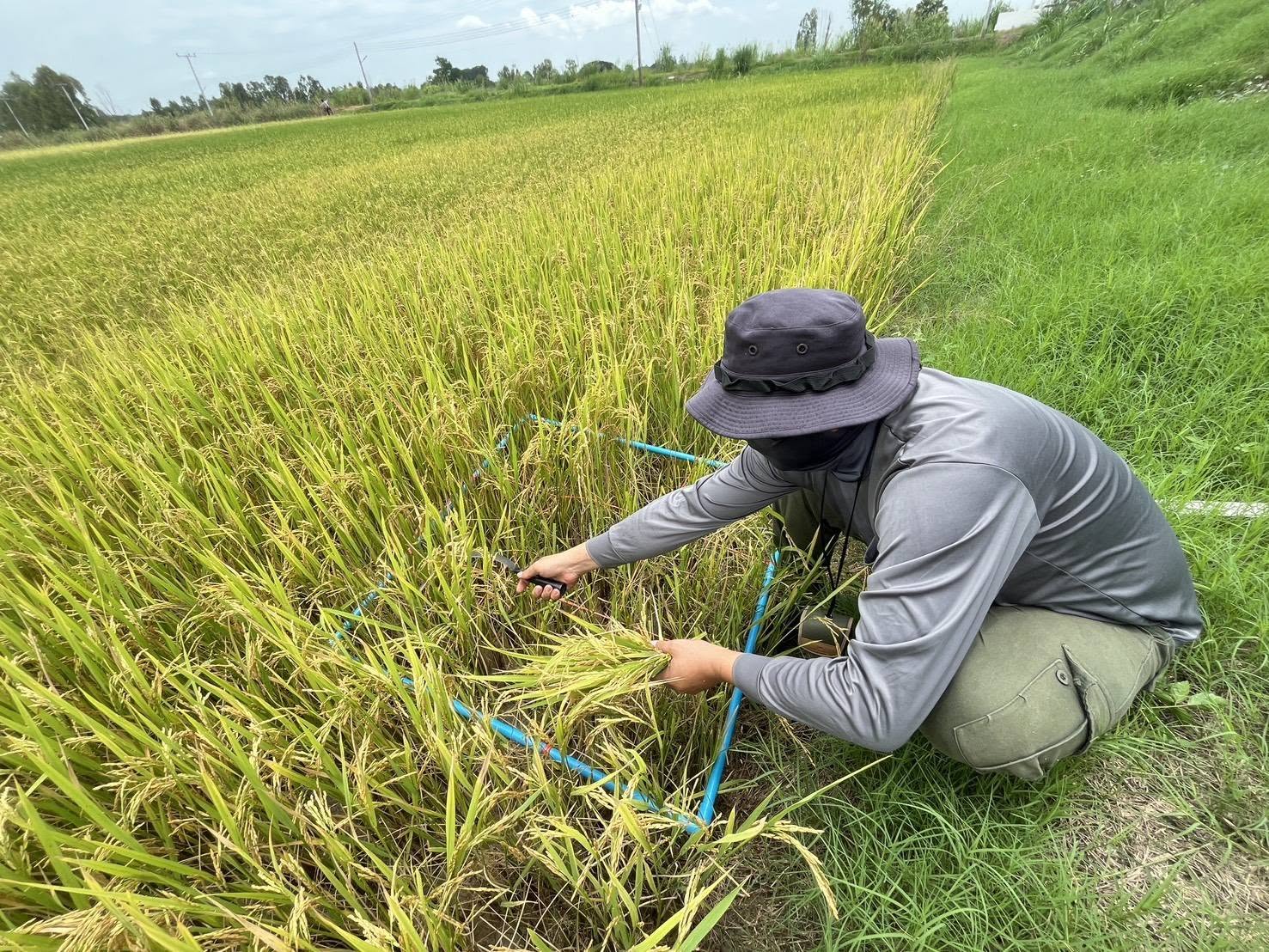 Center for Agricultural Information (CAI) field survey in Phichit province. The objective of this activity is supporting the “Applying Geo-Informatics for Agricultural Yield Forecasts and Spatial Data Management” under the project of “Enhancing the efficiency of agricultural information preparation and big data management” in 2026 fiscal year.