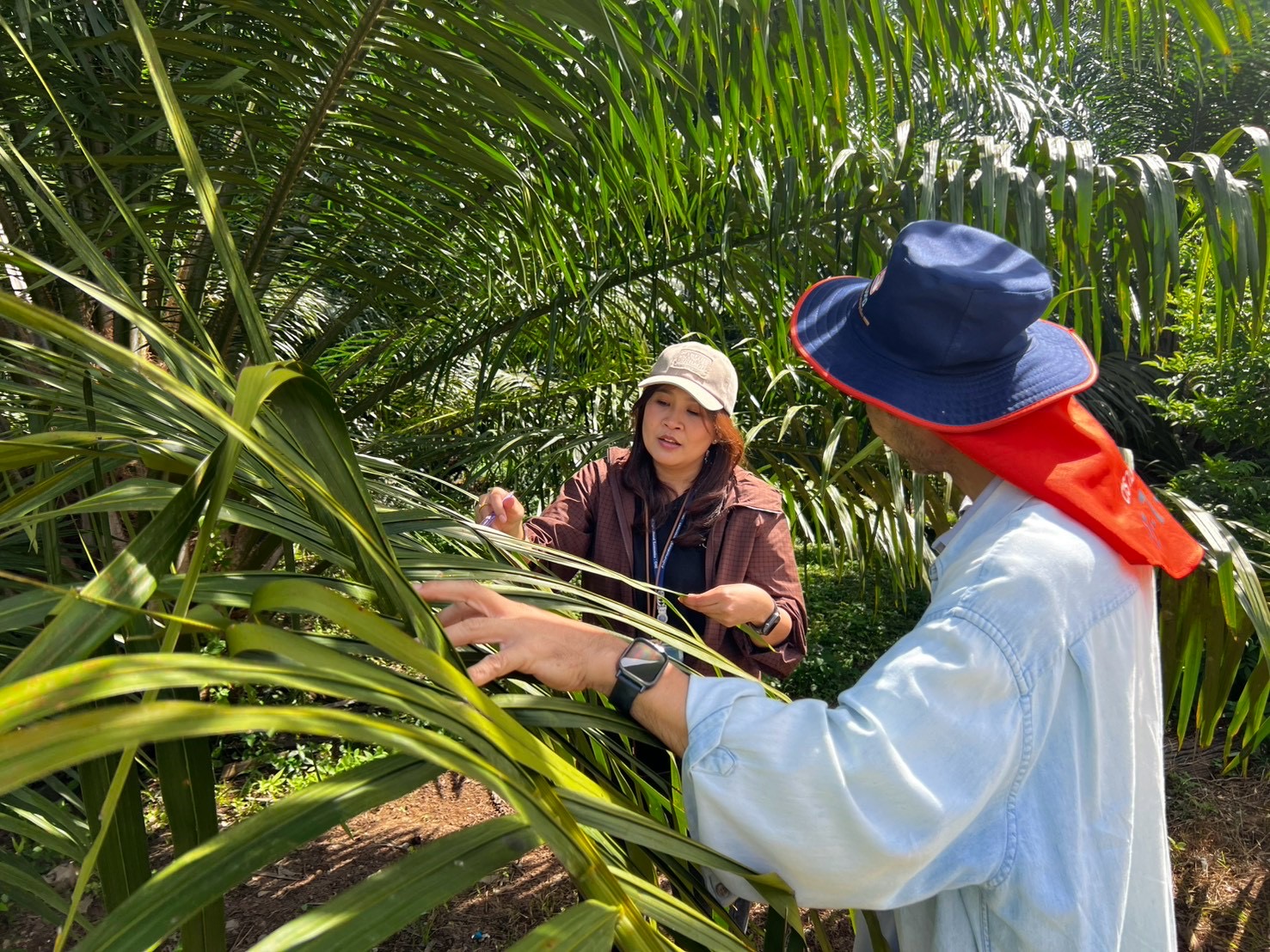 Center of Agricultural Information have an assignment to the Division of Agricultural Geo-Informatics (GI) on oil palm field survey