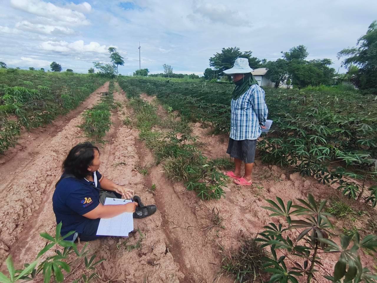 CAI Fields Team to Monitor Maize Production (Crop Year 2026/27)