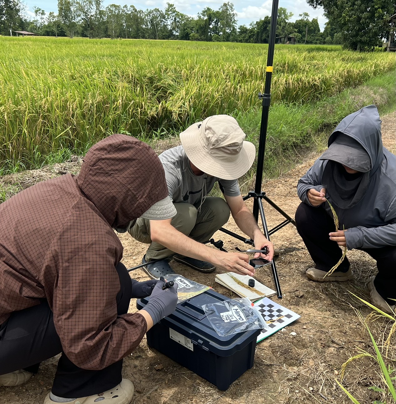 Center for Agricultural Information (CAI) to conduct a field survey in Phichit province. The activity was carried out under the project “Enhancing the Efficiency of Agricultural Information Preparation and Big Data Management”