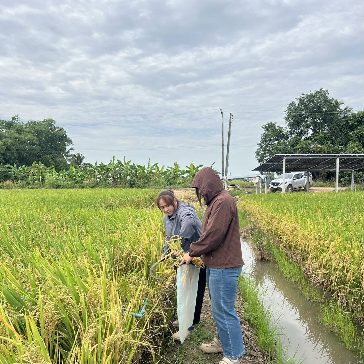 Center for Agricultural Information (CAI) for field survey in Phichit province. The objective of this activity is supporting the “Applying Geo-Informatics for Agricultural Yield Forecasts and Spatial Data Management” under the project of “Enhancing the efficiency of agricultural information preparation and big data management” in 2026 fiscal year.